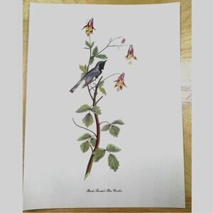 Audubon Bird of America Black Throated Blue Warbler Original Print 1950 Peterson